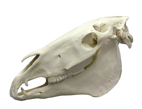 Horse Skull Model (2 part) VET4350