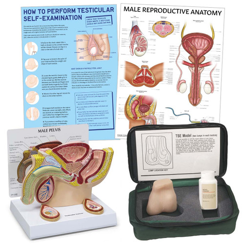 Testicular Cancer Education Collection Bundle Image