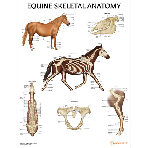 Laminated Equine Skeletal Anatomy Chart