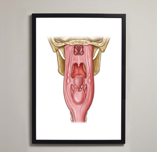 Framed Pharynx Anatomical Fine Art Poster