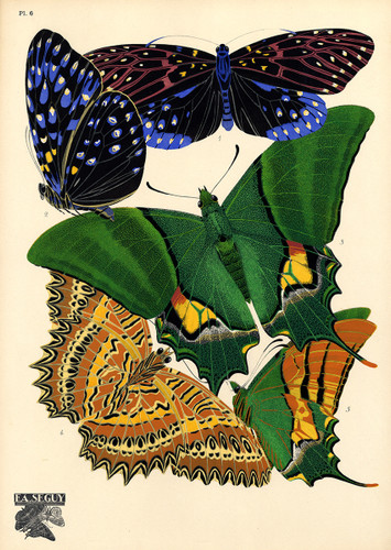 E.A. Séguy Papillons Plate 6 Poster BUTTERFLY VINTAGE PRINT