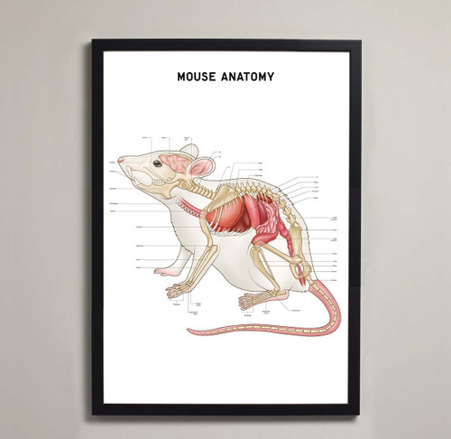 Mouse Anatomy Fine Art Print