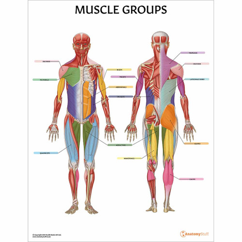 Muscle Groups Anatomy Chart / Poster - Laminated