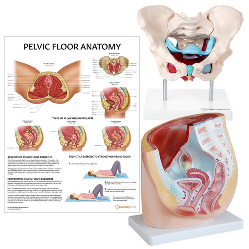 Pelvic Floor Anatomy Collection