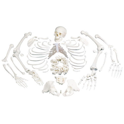 Disarticulated Skeleton Model with Skull A05/1 3B Scientific