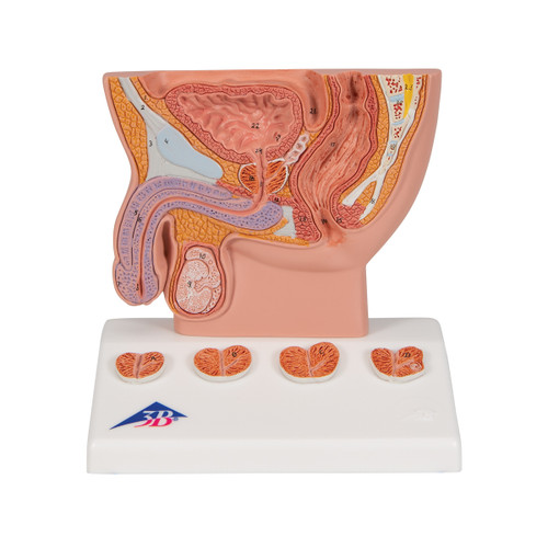 Prostate Anatomical Model K41