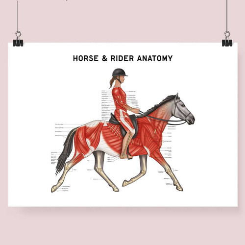 Horse Rider Anatomy Art Print