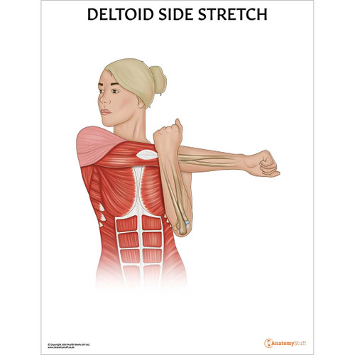 Deltoid Side Stretch Chart Poster Laminated