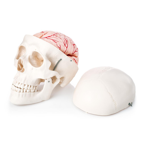 Skull Model with 8-part Brain