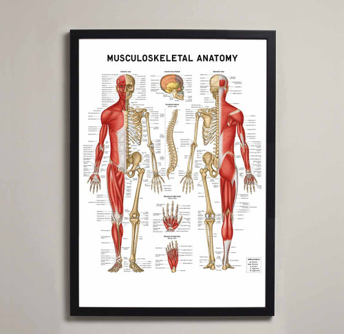 Musculoskeletal Anatomy Fine Art Print  Framed
