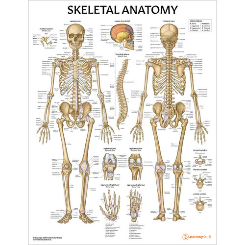 Pelvis, Anatomy Revision