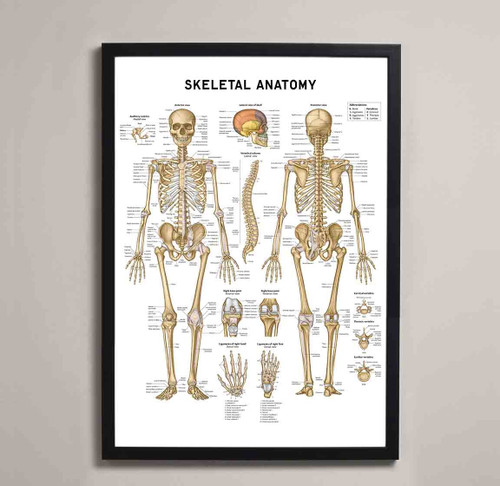 Skeletal Anatomy Fine Art Print