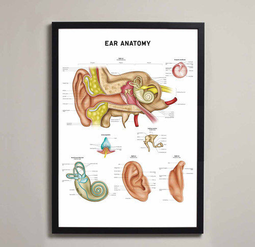 Ear Anatomy Fine Art Print