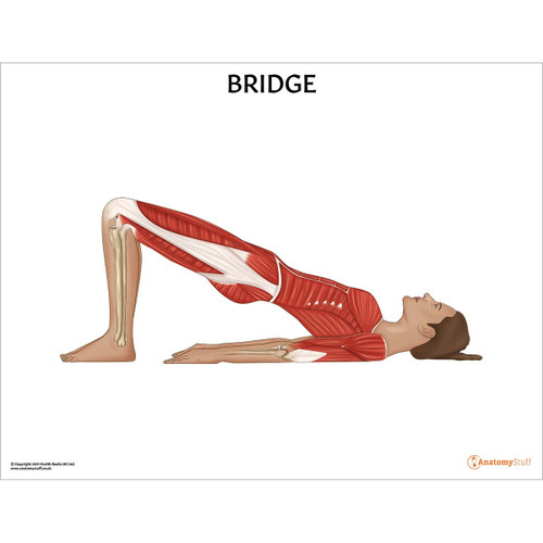 Bridge Pilates Pose Chart / Poster Laminated