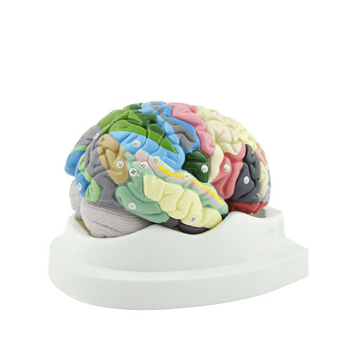 Lateral View of Numbered Coloured Brain Model - Brodmann Areas