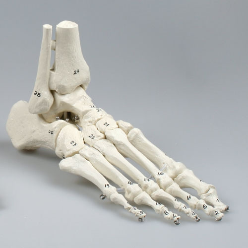 Flexible Foot and Ankle Skeleton Model with Numbers
