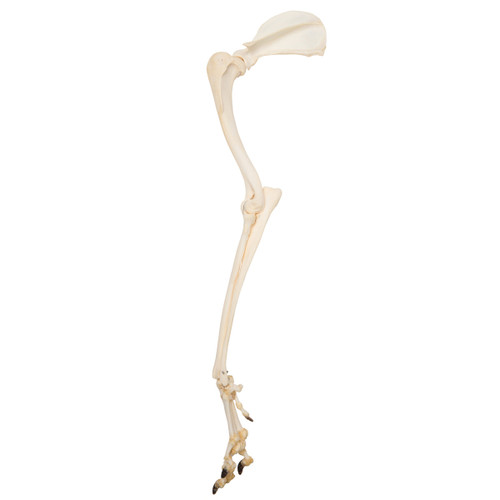 Dog Leg Canine Bones