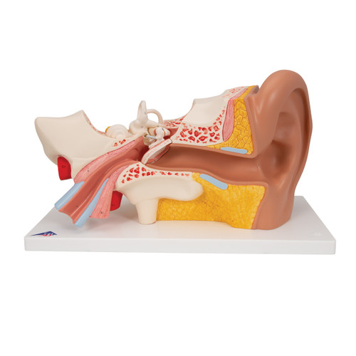 e10 Ear Anatomy Model (3 times life size
