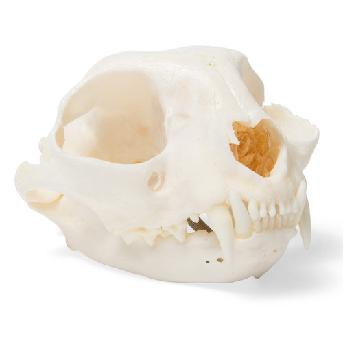 Cat Skull Bones