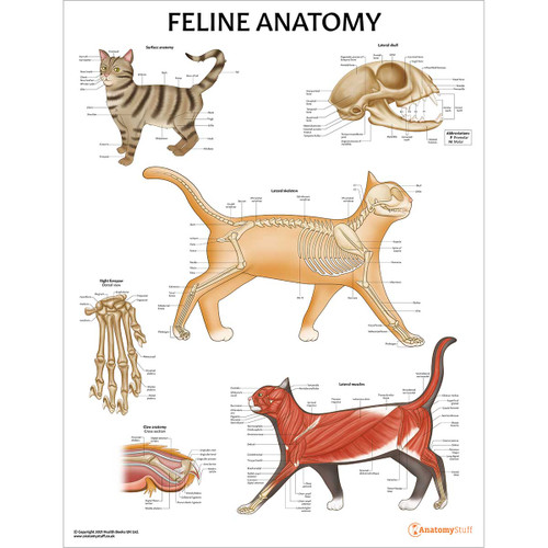 Laminated Feline Anatomy Chart