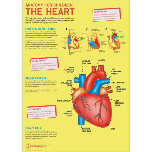 Anatomy for Children The Heart Poster