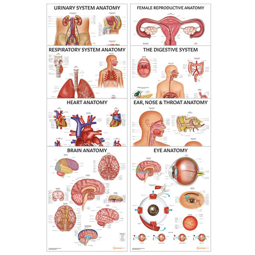 Set of 8 Human Organs Posters Full Collection