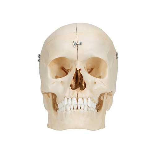 A281 BONElike Skull Model