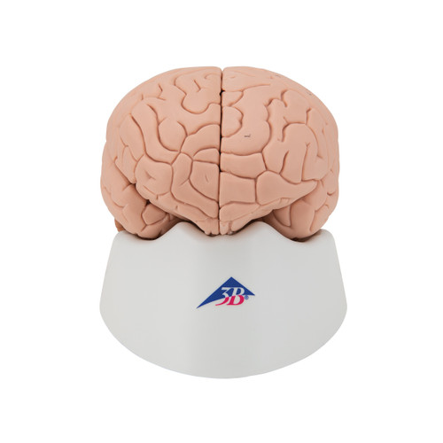 C16 Brain Model 3B Scientific