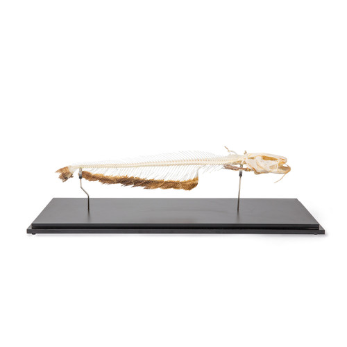 Catfish Skeleton (Silurus Glanis) 1020964