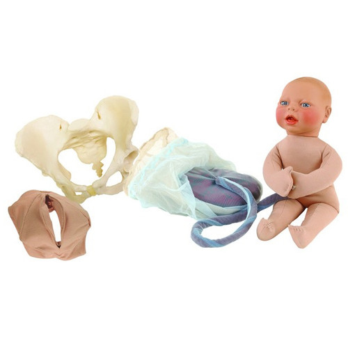 Beige Childbirth Model Set : Pelvis, Foetal doll, Perineum, and Placenta