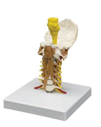 Cervical Spine Model with Neck Musculature