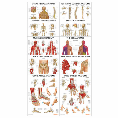 Physiotherapy 10 Poster Collection (Laminated)