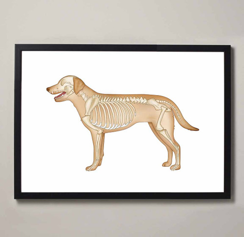 Canine Skeletal Anatomy Fine Art Illustration Print