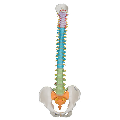 A58/8 Didactic Flexible Spine Model