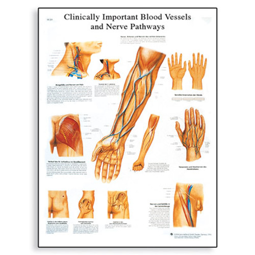 Clinically Important Blood Vessel and Nerve Pathways Laminated Chart / Poster