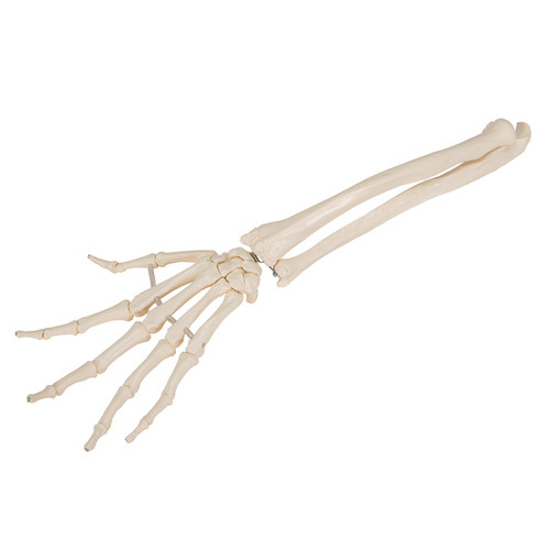 Loose Hand and Forearm Skeleton Model on Elastic A40/3