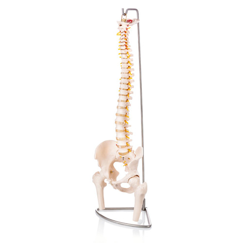Budget Vertebral Column Model with Pelvis and Femoral Heads XC-126