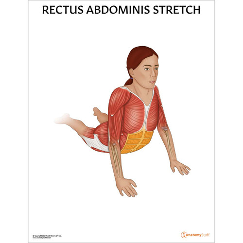 Laminated Rectus Abdominis Stretch Poster