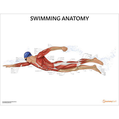Swimming Anatomy Chart