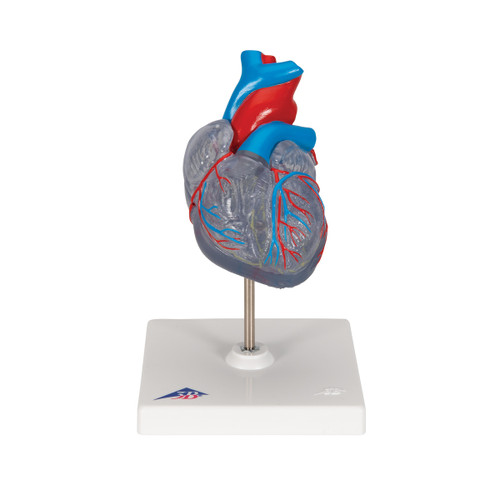 Heart Model with Conducting System (2 part) G08/3