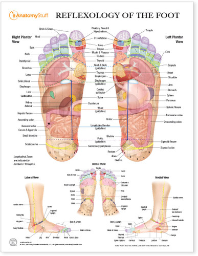 Reflexology of the Foot Laminated Chart