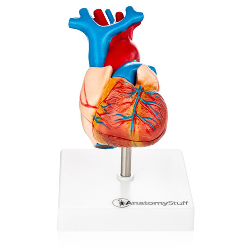 Budget Heart Model 2 Part