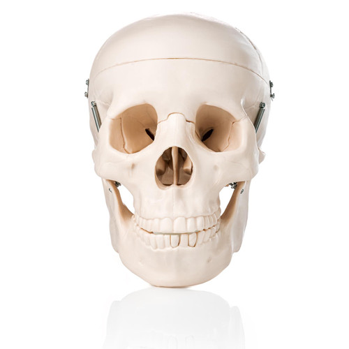 Budget Skull Model XC-104 | AnatomyStuff - Posterior View