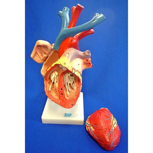 Numbered Flexible Heart Model