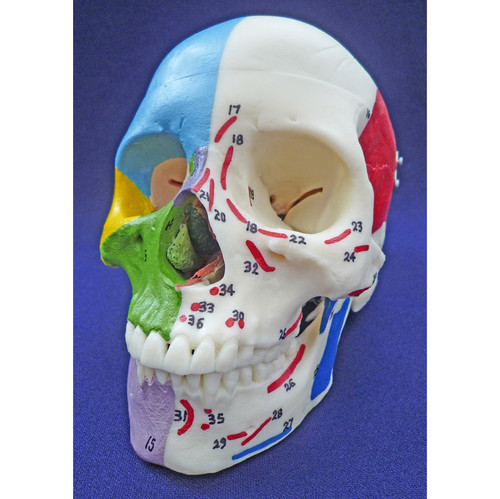 Painted Skull Model with Muscle Markings