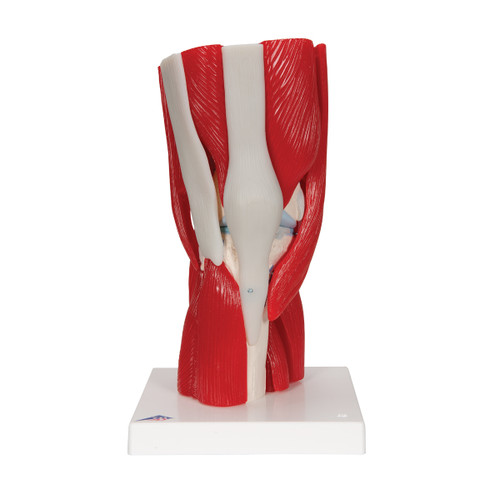 Knee Joint Model with Removable Muscles (12 part) A882
