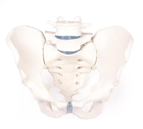 Male Pelvis Model with Flexible Vertebrae