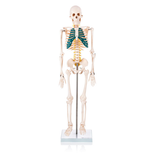 Budget Half Size Skeleton Model with Spinal Nerves XC-102A