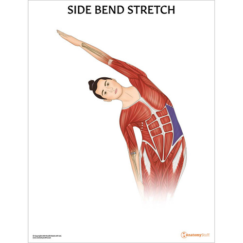 Side Bend Stretch Chart Poster Laminated