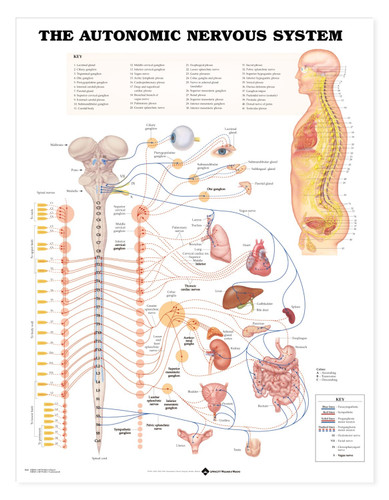 The Autonomic Nervous System Anatomical Chart / Poster - Laminated